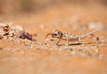 Baby Namaqua chameleon