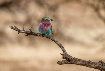 Lilac Breasted Roller sits on a tree branch in Namibia
