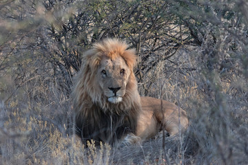 Adult male lion lies down in the short dry grass of Botswana