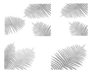 Set of transparent shadow effects for branding. Shadow lining for the mock-up presentations.The shade of tropical plants for natural lighting effects