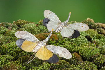 White wing Lantern-fly (Pyrops astarte) is a species of planthopper, found in Southeast Asia, and also known as Red nose lantern bugs. Lanternflies : The unicorns of the insect world. Beautiful insect
