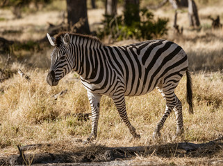 A single zebra walks across the short grass in Botswana