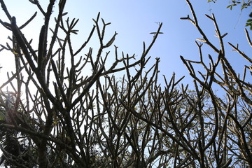 Several dry branches against the blue sky