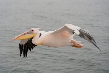 Great White Pelicans in flight in Namibia