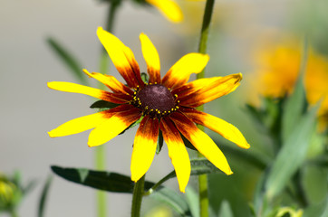 Obraz premium Yellow rudbeckia, yellow daisy, sun daisy