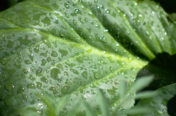 Big green wet leaf with water drops, macro