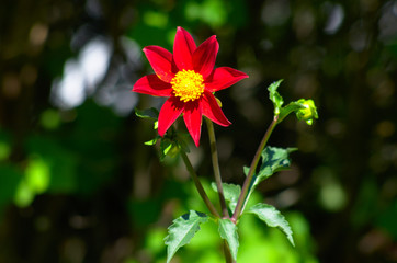 Dahlia lladaff, red flower under sun, blurred background