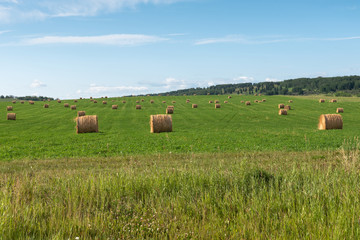 Fototapeta premium Round Bales of Hay in a Field near Cochrane, Alberta, Canada