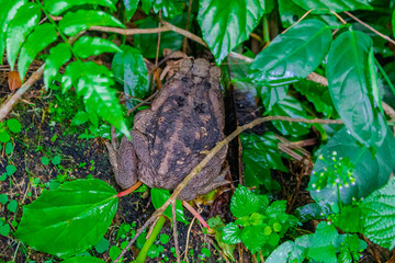 Giant Toad of Colombia (Rhaebo Blombergi) in the Ciudad Perdida Forest