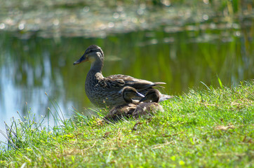 Thoughtful duck with two ducks on the guard