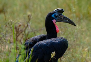 Closeup of an Abyssinian ground hornbill in a dry grassy field with blurred natural background © Francesco Ungaro/Wirestock