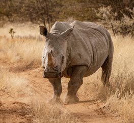 Obraz premium Single white rhinoceros stands on a dirt road in Namibia