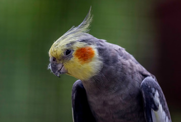 portrait of a parakeet