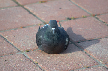 Lying dove on the pavement