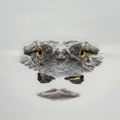 alligator in calm water 