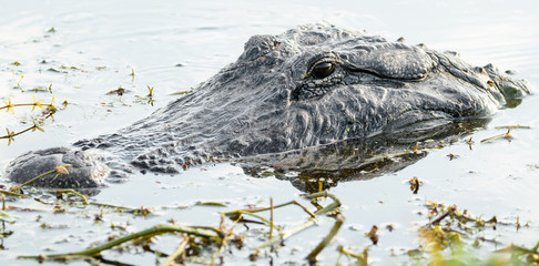 alligator close up