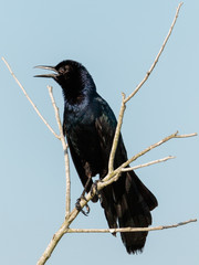 grackle perching with blue sky in background