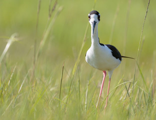 black-necked Stilt walking in the grass
