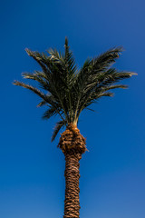 Palm Tree