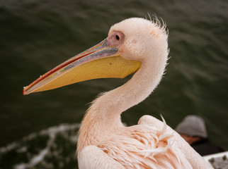 Profile of a Great White Pelican in Namibia