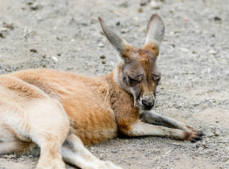 kangaroo on gravel 