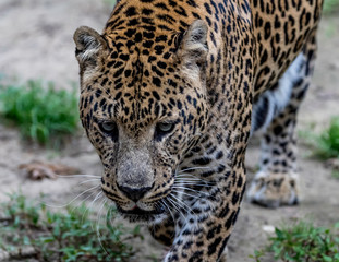 spotted leopard stalking 