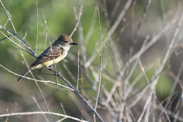 Galapagos Large Billed Flycatcher (Myiarchus Magnirostris), Puerto Egas (Egas Port), Santiago Island, Galapagos, Ecuador, South America.
