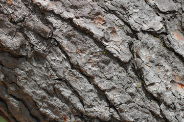 Tree bark texture close up