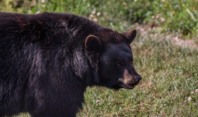black bear in Pennsylvania 