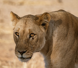 Female lion walks across dirt toad in Botswana