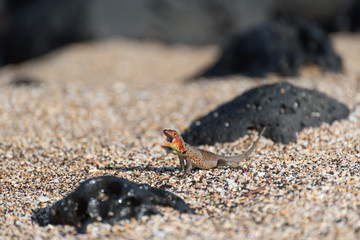 A Galapagos Lava Lizard (Microlophus albemarlensis) in Puerto Egas (Egas Port) on Santiago Island, Galapagos Island, Ecuador, South America.