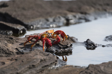 Sally Lightfoot Crab (grapsus grapsus) on rock at Puerto Egas on Santiago, Galapagos Islands, Ecuador, South America.
