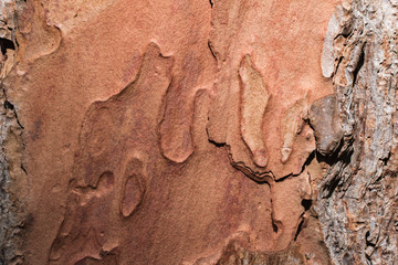Tree bark texture close up