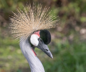 grey crowned crane head profile 