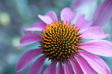 Flower of Echinacea closeup