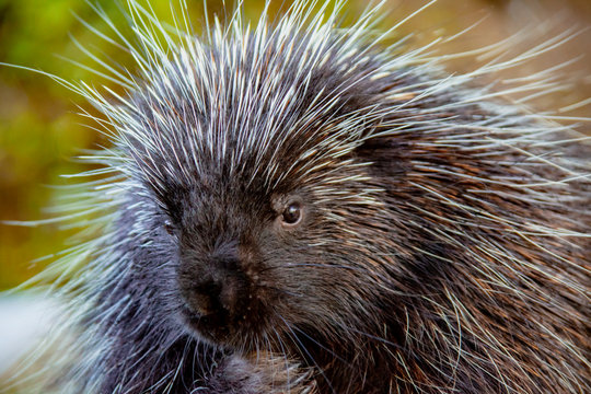 25 Porcupine Quills High Res Illustrations - Getty Images
