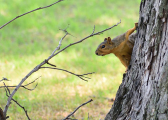 squirrel on tree