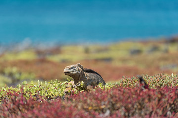 A Galapagos Land Iguana (Conolophus Subcristatus) on South Plaza, Galapagos Islands, Ecuador, South America.