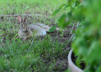 rabbit relaxing in the grass with foreground branch