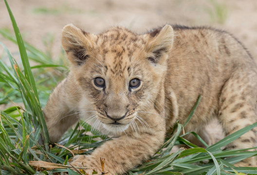 lion cub simba at keystone safari Pennsylvania  - Powered by Adobe