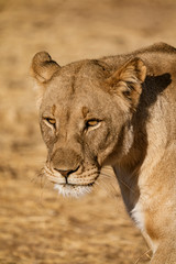 Female lion walks across dirt toad in Botswana
