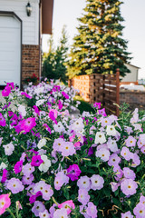 home house curb appeal Flower beds garden Blooming in the Spring Summer at a home 