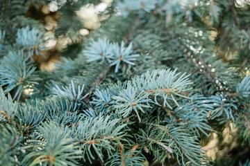green evergreen pine trees up close