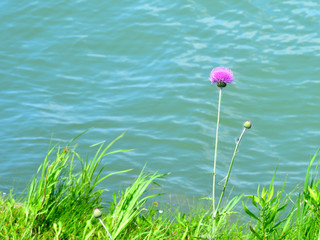 flower at pond edge