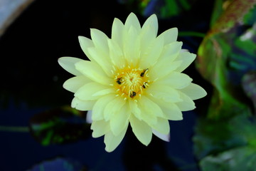 beautiful lotus flower or water lily in pond