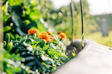home house curb appeal Flower beds garden Blooming in the Spring Summer at a home 