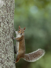 squirrel in the tree staring 