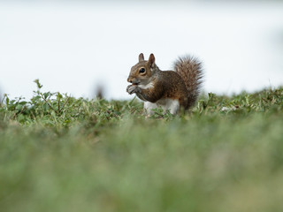 squirrel eating a corn