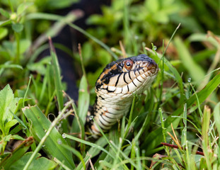 close up to snake in the grass 