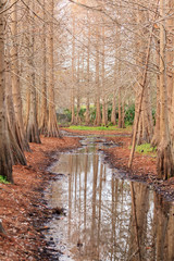 creek with reflection of trees 